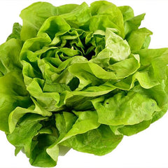 Buttercrunch Lettuce Seeds- Vegetable Seeds for Planting