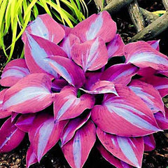 Blue-Grey Hosta Elegans Seeds