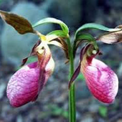 Pink Lady's Slipper Flower Seeds