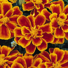 Annual Tagetes Patula Durango Flame French Marigold Garden Flower Seed for Planting