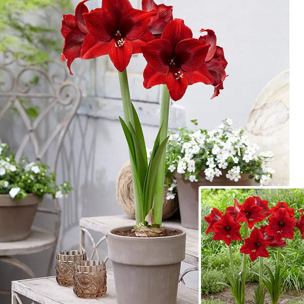 Arabian Night Amaryllis
