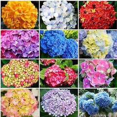 Mixed Color Multicolor Hydrangea Macrophylla Seed Bonsai Flower Plant Wedding Seeds