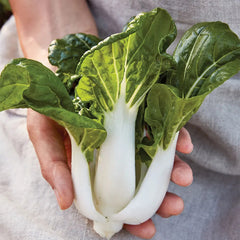 Chinese Cabbage, Pak Choi, Toy Choi Hybrid
