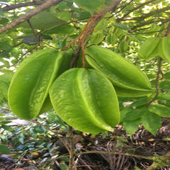Star Fruit Seeds