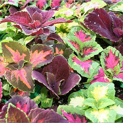 Rainbow Coleus Seeds for Home Flower Pots - Create a Colorful Oasis, Vibrant Blend Ideal for Planting - Elevate Your Garden with Colors