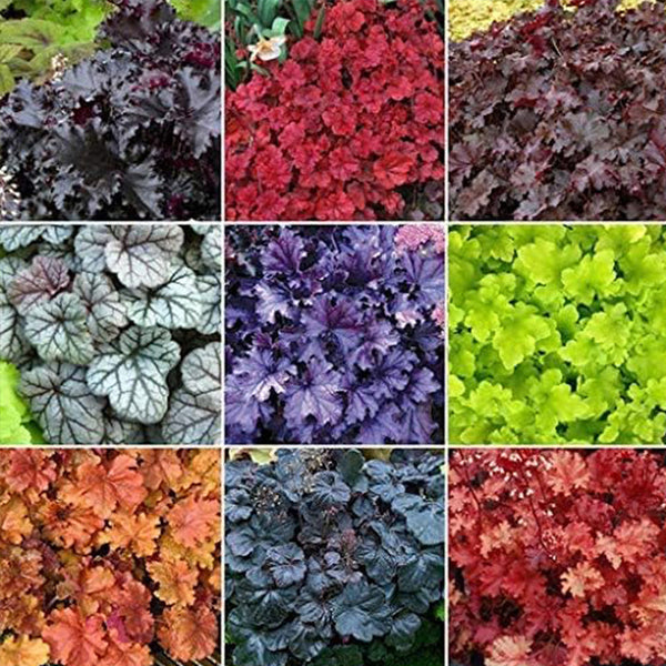 Heuchera Micrantha Flower Seed for Planting Mixed