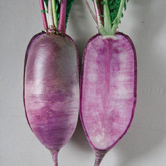 Radish Seeds Korean Bora King Hybrid F1 Hybrid Asian Garden Vegetable