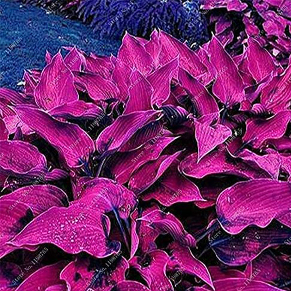 Mixed Hosta Garden Perennials Seeds