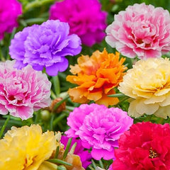 Moss Rose Seeds for Planting Outdoor Rare Purslane Seeds Succulent Ground Cover Plant Portulaca Oleracea Seeds