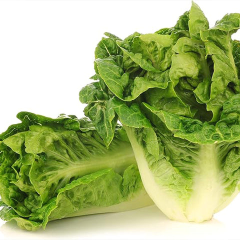 Little Gem Lettuce Seeds Grows Adorable Mini Romaine Lettuce Heads Vegetable Seeds for Planting
