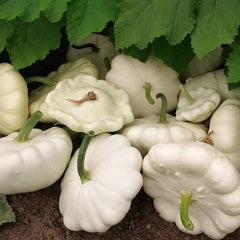 Early White Bush Scallop Summer Squash Seeds for Planting