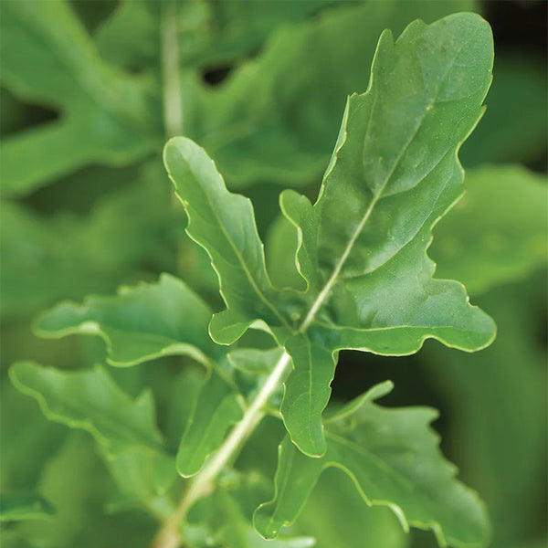 Arugula, Rocket (Roquette)
