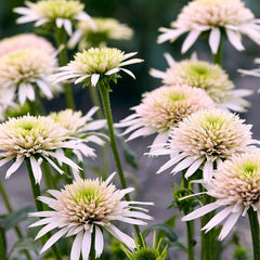 Pink Lemonade Coneflower Seeds - Rare Pink & Green Hardy Perennial Pollinator Flower