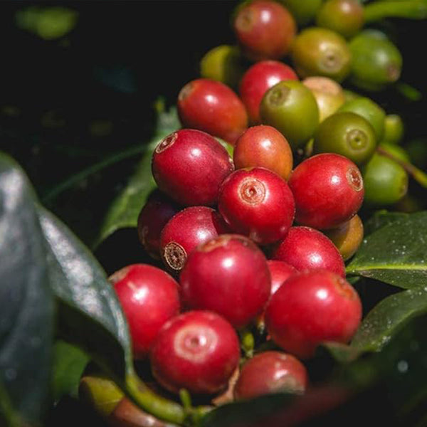 Coffea Canephora Robusta Coffee Plant Seeds