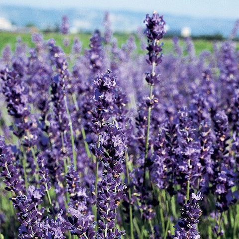 Lavender, Provence Blue