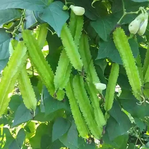 Winged Pea Seeds Four Angled Bean Dragon Bean Seeds