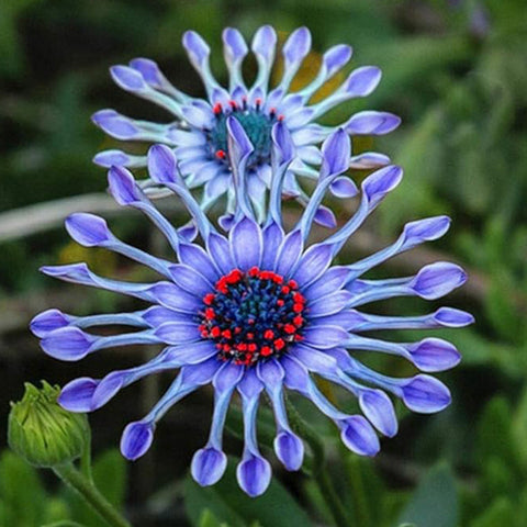 Rare Blue Daisy Colorful Flowers Seeds Garden Plants