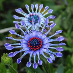 Rare Blue Daisy Colorful Flowers Seeds Garden Plants
