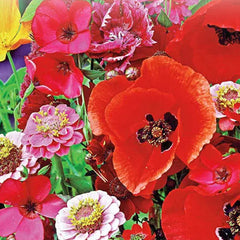 Hummingbird And Butterfly Annual Garden Seed
