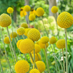 Perennial Craspedia Globosa Billy Button Flower Seeds for Planting