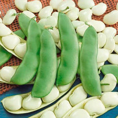 Henderson Lima Bush Bean Seeds (Phaseolus vulgaris) Easy to Grow Lima Beans Non-GMO