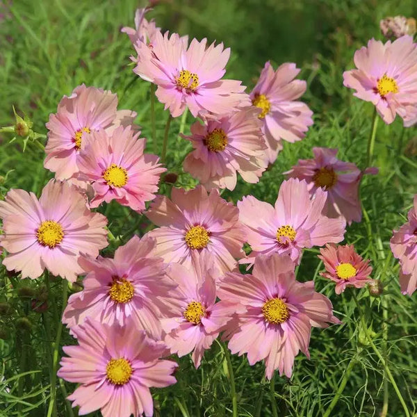 Apricotta' Cosmos Seeds
