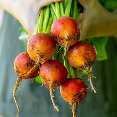 Beet