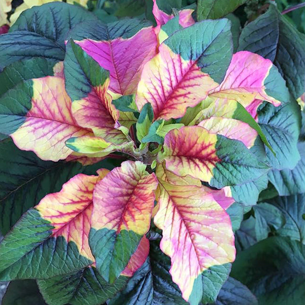 Amaranthus Tricolor Amaranth Summer Poinsettia