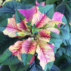 Amaranthus Tricolor Amaranth Summer Poinsettia