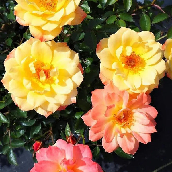 Italian Ice Rose Seeds