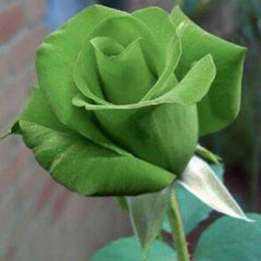 Green Rose Rosa Flowers Seeds Bush Shrub Perennial Flower