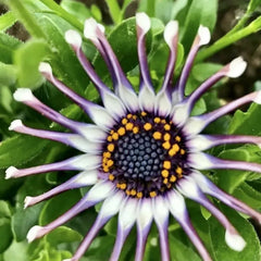 Osteospermum Mix Seeds Spider Daisy Rare