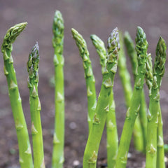 Asparagus, Mary Washington