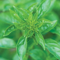 Basil, Summerlong