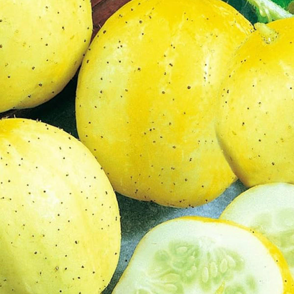 Lemon Cucumber Seeds