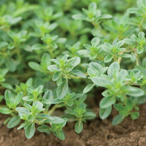 Creeping Thyme Seed