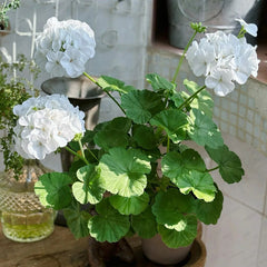 Geranium Pinto Premium White F1 Seed
