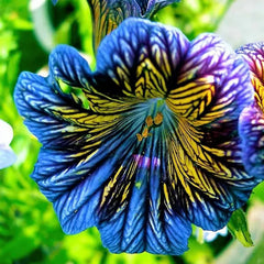 Chilean Morning Glory Seeds