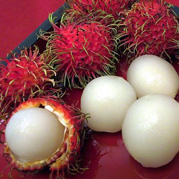 Fresh Rambutans Fruit Seeds