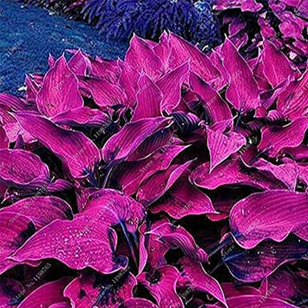 Mixed Hosta Seeds For Garden Plant | Seedsplant