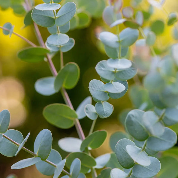 Eucalyptus gunii, Silverdrop