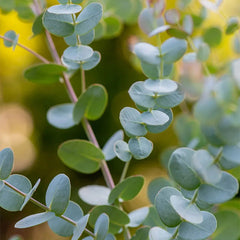 Eucalyptus gunii, Silverdrop