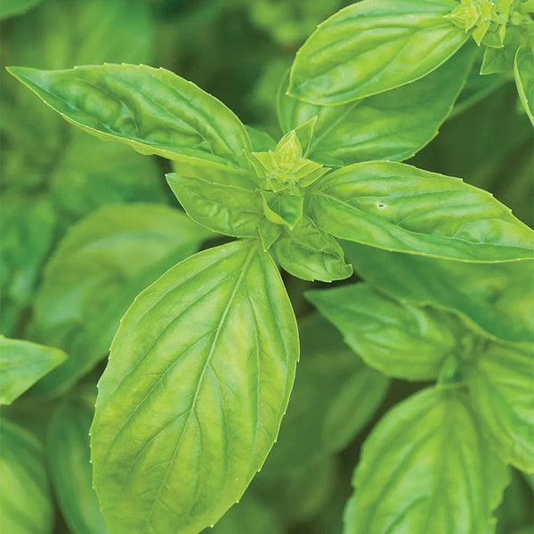 Basil, San Remo