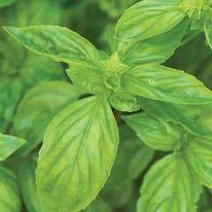 Basil, San Remo