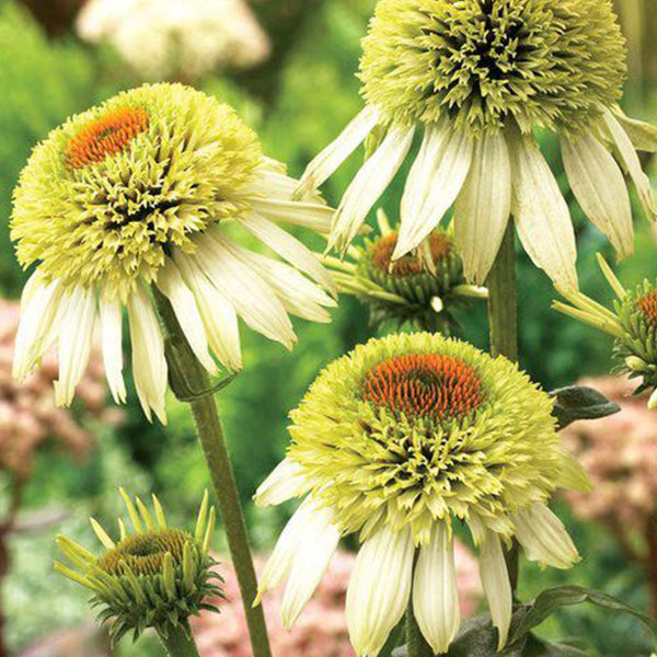 Coconut Lime Coneflower Seeds - Rare White & Green Hardy Perennial Pollinator Flower