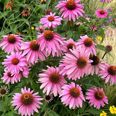 Purple Coneflower Seeds - Hardy Native Perennial Pollinator Flower