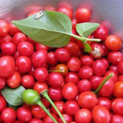 Red Chiltepin Heirloom Pepper Premium Seed Packet