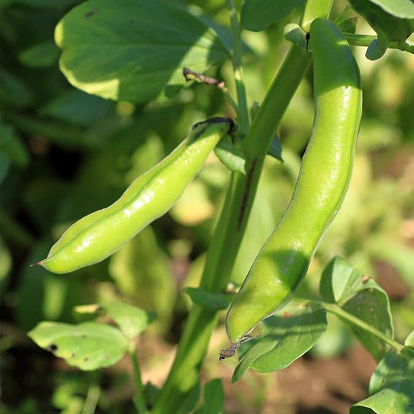 Broad Windsor Fava Bean Seeds Vegetable Garden Seeds