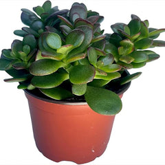 Jade Plant - Crassula - Easy to Grow - Hard to Kill - Cactus - Living Succulant, Succulents Plant Live