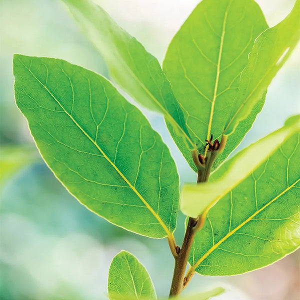 Bay Laurel
